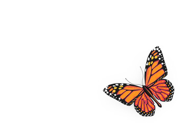Fototapeta na wymiar Butterfly with Yellow and Orange Colors Wings on a white. 3d Rendering