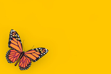 Butterfly with Yellow and Orange Colors Wings. 3d Rendering