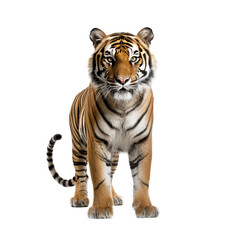 Fototapeta na wymiar tiger isolated on PNG
