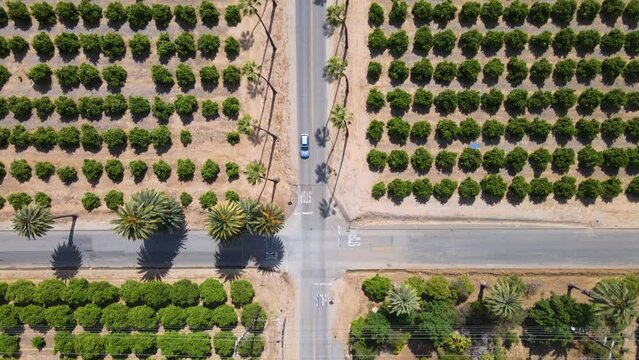Top-down aerial shot ascends a road through UC Riverside's Citrus Gardens, beginning from an intersection, amidst lush citrus fields