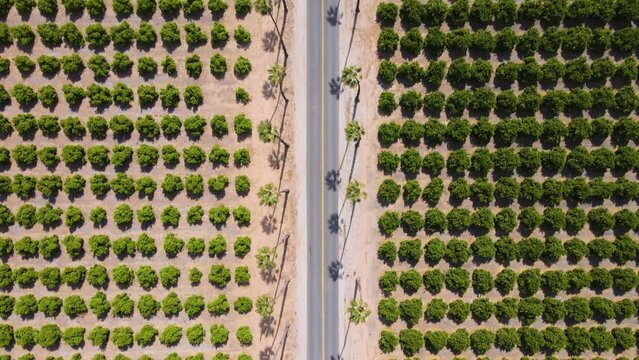 Aerial top-down view follows a road through UC Riverside's Citrus Gardens, up to and passed a crossroads, showcasing expansive citrus fields