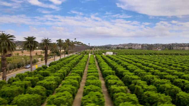 Ascending sliding drone shot starting with palm trees and transitioning into a vibrant citrus field in UC Riverside's Citrus Gardens