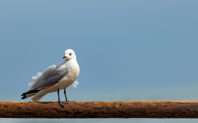 seagull on the beach of Arica