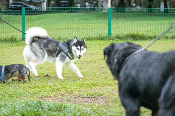 Dogs playing in the field. Siberian Husky looking at Rottweiler with curiosity. Dog social concept.