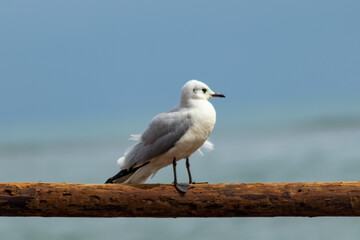 seagull on the beach of Arica