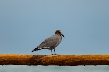 seagull on the beach of Arica