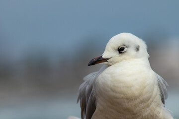 close up of a seagull