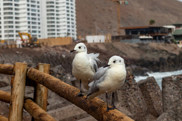 seagull on the shores of the pacific ocean