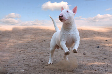 White bull terrier playing on the sand..
 - obrazy, fototapety, plakaty