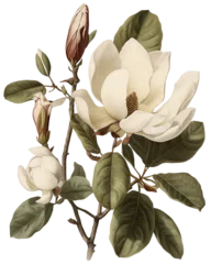 Fotobehang Magnolia flower isolated on transparent background, old botanical illustration © Darya
