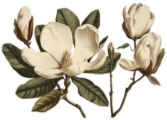 Gordijnen Magnolia flower isolated on transparent background, old botanical illustration © Darya