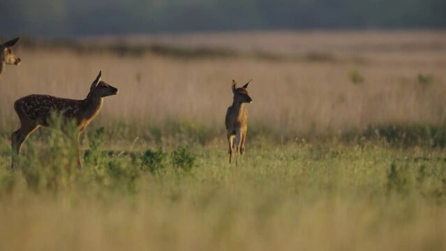 Playful red deer juveniles with spotted coats in meadow at sunset, Veluwe