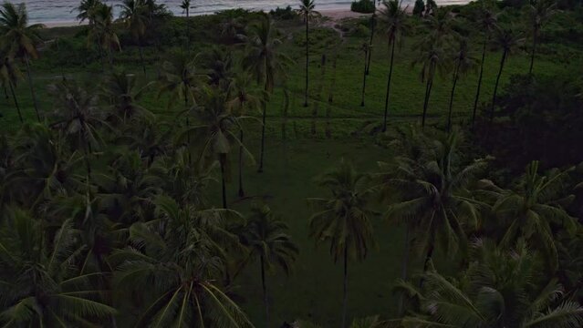 Palm tree forest on shore of Marosi beach at Sumba Indonesia, aerial