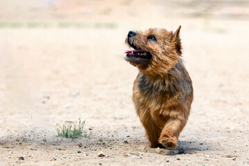 dog breed norwich terrier close-up on a sandy background