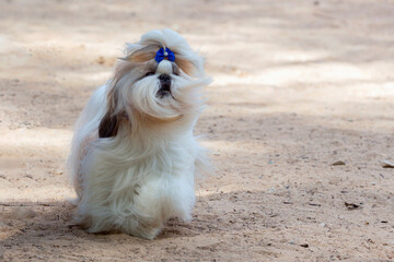 Shih Tzu in all its glory runs across the sandy field