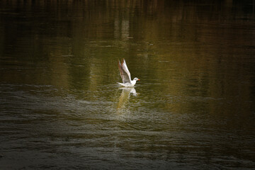 seagull on the water