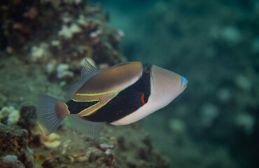 Fototapeta na wymiar Trigger fish on coral reef