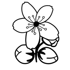 Cherry blossom branch 