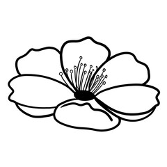 Cherry blossom flower isolated outline 