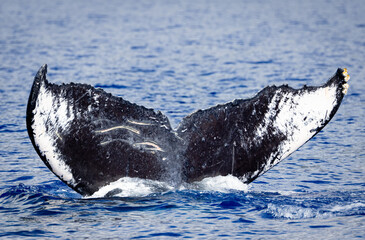 Humpback whale tale