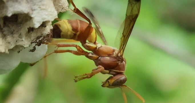 Wasp on Nest Macro, 4K Resolution