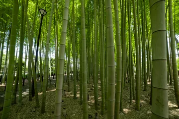 Fototapete Rund A green bamboo forest in spring sunny day © tokyovisionaryroom