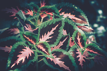 Closeup green leaves backgroun; Natural foliage textured