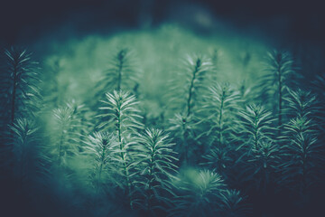 Fototapeta na wymiar Closeup green leaves backgroun; Natural foliage textured