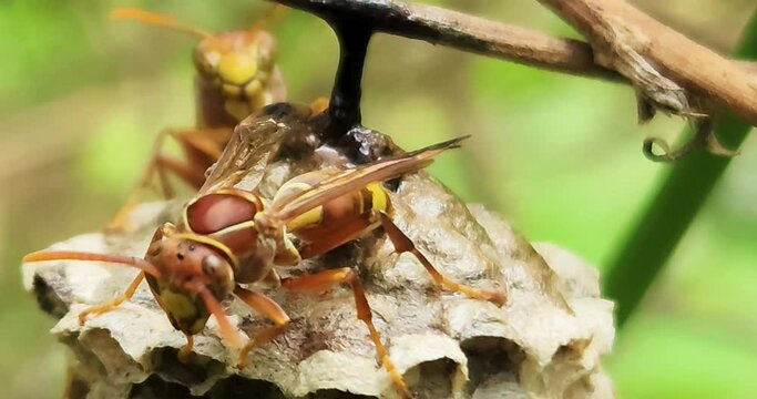 Wasp on Nest Macro, 4K Resolution