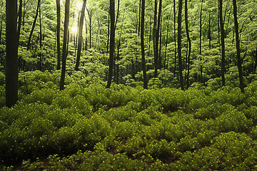 Fototapeta premium forest, tree, nature, green, landscape, wood, jungle, natural