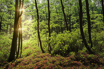 Fototapeta premium forest, tree, nature, green, landscape, wood, jungle, natural