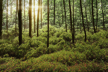 Obraz premium forest, tree, nature, green, landscape, wood, jungle, natural
