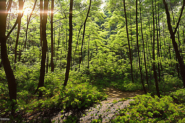 Fototapeta premium forest, tree, nature, green, landscape, wood, jungle, natural