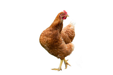 brown chicken isolated on white