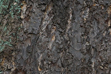 樹皮のクローズアップ