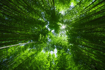 Fototapeta na wymiar A green bamboo forest in spring sunny day wide and top shot