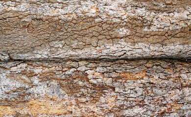close up the bark skin of tree