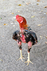 Thai chickens live in temples