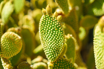 Close up detail of tiny yellow thorns on Bunny Ears cactus