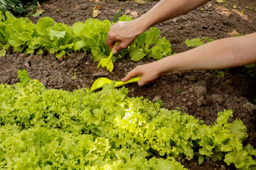 hands of mother and daughter weeding lettuce in the garden in summer