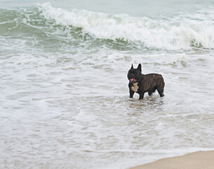 Black French bulldog playing in the sea water happily.