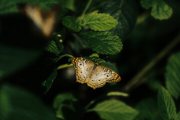 butterfly on leaf