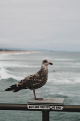 Rebel seagull