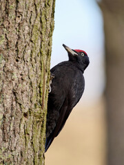 Black woodpecker (Dryocopus martius)
