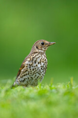 Photo of a bird on the grass in the garden with a space for text. The song thrush, Turdus philomelos.