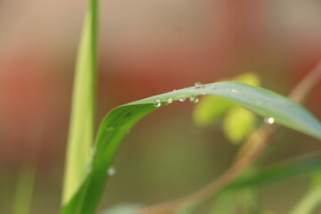 dew drops on grass