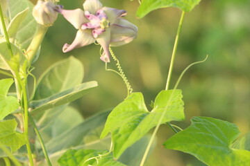 orchid on green background