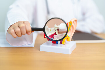 Doctor with human Ear anatomy model with magnifying glass. Ear disease, Atresia, Otitis Media,...