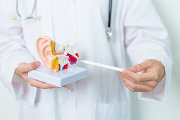 Doctor with human Ear anatomy model. Ear disease, Atresia, Otitis Media, Pertorated Eardrum,...