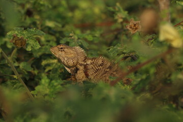 lizard on the tree